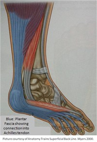 Plantar Fascia