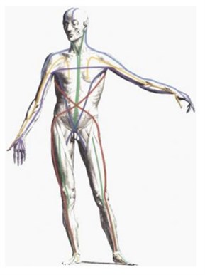 anatomy trains line lines functional arm deep lateral spiral superficial
